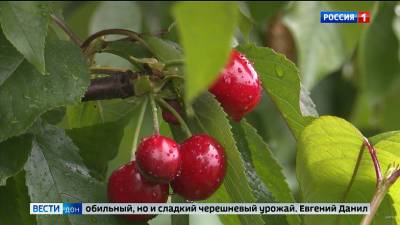 Сильные дожди в Ростовской области навредили урожаю черешни - dontr.ru - Ростовская обл.