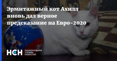 На Евро - Эрмитажный кот Ахилл вновь дал верное предсказание на Евро-2020 - nsn.fm - Санкт-Петербург - Швеция - Словакия