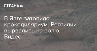 В Ялте затопило крокодиляриум. Рептилии вырвались на волю. Видео - strana.ua - Крым - Керчь - Ялта