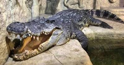 70 рептилий на свободе: в Ялте затопило крокодиляриум, – СМИ (видео) - focus.ua - Ялта