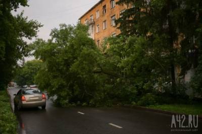 Александр Патрин - Упавшее дерево частично заблокировало движение на кемеровской улице - gazeta.a42.ru