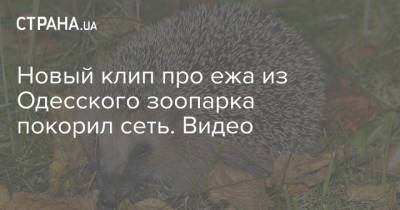 Игорь Беляков - Новый клип про ежа из Одесского зоопарка покорил сеть. Видео - strana.ua - Одесса