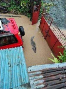 Крокодиляриум затопило в Ялте — крокодилы плавают по городу - rusjev.net