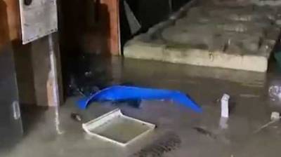 Крокодилы едва не ушли в свободное плавание: в Ялте затопило крокодиляриум - novostiua.news - Украина