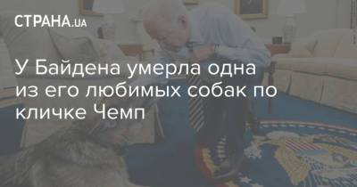 Байден - У Байдена умерла одна из его любимых собак по кличке Чемп - strana.ua - США - Вашингтон
