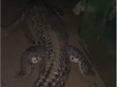 СМИ сообщили, что в Ялте 70 крокодилов вырвались на свободу после потопа. В крокодиляриуме говорят, что никто не сбежал - gordonua.com - Ялта