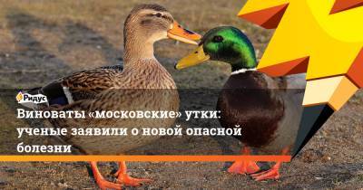 Виноваты «московские» утки: ученые заявили о новой опасной болезни - ridus.ru - Москва