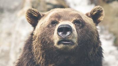 Медведь напал на жителя Сахалина и пытался снять с него скальп - newinform.com - Сахалин