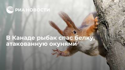 В Канаде рыбак спас белку, атакованную окунями - ria.ru - Москва - Канада