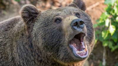 Житель Сахалина выжил после нападения медведя - vesti.ru - Сахалин - район Анивский