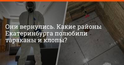 Они вернулись. Какие районы Екатеринбурга полюбили тараканы и клопы? - e1.ru - Екатеринбург