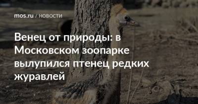 Венец от природы: в Московском зоопарке вылупился птенец редких журавлей - mos.ru - Москва