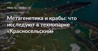 Метагенетика и крабы: что исследуют в технопарке «Красносельский» - mos.ru - Москва - Экология