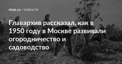 Главархив рассказал, как в 1950 году в Москве развивали огородничество и садоводство - mos.ru - Москва
