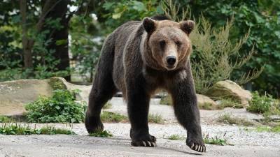 Житель Сахалина попал в больницу после нападения медведя - iz.ru - Сахалин