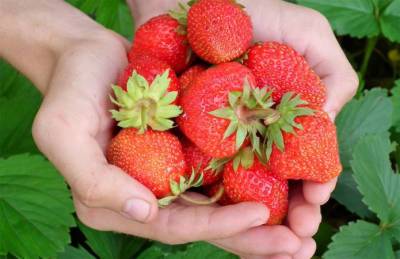 Производитель: Цена на клубнику будет низкая, даже несмотря на дожди - agroportal.ua - Киевская обл.