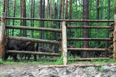 Серпуховских зубров выпустили в дикую природу - serp.mk.ru