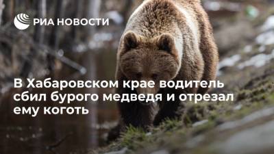 В Хабаровском крае водитель сбил бурого медведя и отрезал ему коготь - ria.ru - Хабаровский край - Хабаровск - район Хабаровский