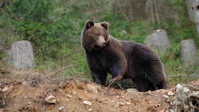 В Хабаровском крае неизвестный сбил медведя и отрезал ему коготь - gazeta.ru - Хабаровский край - район Хабаровский