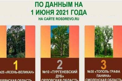 Брянский ясень-великан лидирует в конкурсе Главных деревьев страны - mk.ru - Брянск