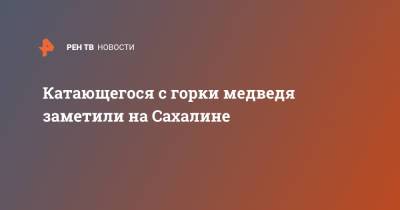 Катающегося с горки медведя заметили на Сахалине - ren.tv - Сахалин