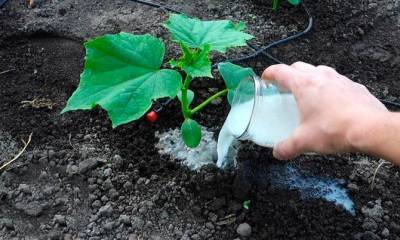 Средства для полива огурцов, чтобы они быстрее росли и лучше плодоносили - pravda-tv.ru