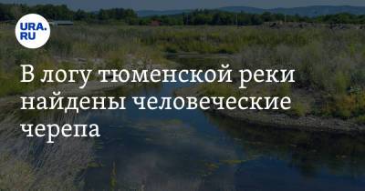 В логу тюменской реки найдены человеческие черепа - ura.news