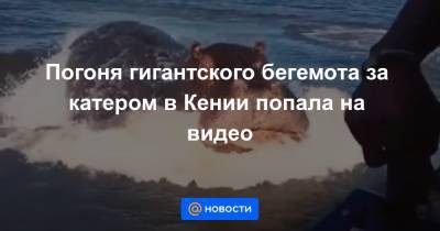 Анна Лысенко - Погоня гигантского бегемота за катером в Кении попала на видео - news.mail.ru - Виктория - Кения