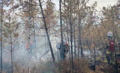 В Тюменской области из-за природных пожаров возбудили 17 уголовных дел - news.megatyumen.ru - Тюменская обл.