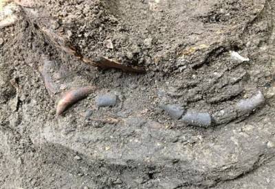 Археологи нашли скелет младенца с необычным амулетом - facenews.ua - Иран - Tehran