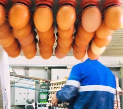 Птицефабрика "Островная" в своем Instagram отреагировала на новость ИА Sakh.com - sakhalin.info - Калининград