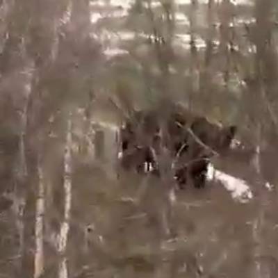 Житель Сахалина смог выжить в схватке с медведем - radiomayak.ru - Сахалин