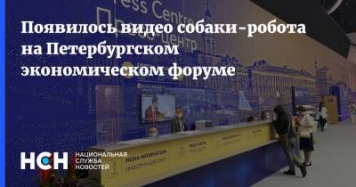 Появилось видео собаки-робота на Петербургском экономическом форуме - nsn.fm - Санкт-Петербург - Форум