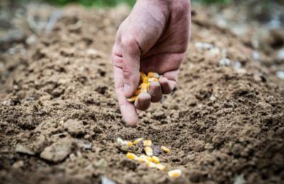 Mini Hub. Запад. Погода сместила посев кукурузы на две недели - agroportal.ua - Ровенская обл.
