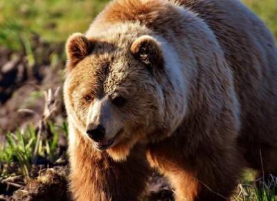 В Сахалине мужчина выжил после нападения «агрессивного» медведя - argumenti.ru - Сахалин - Нападение