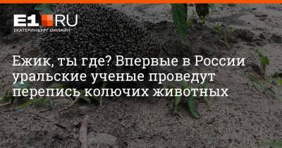 Ежик, ты где? Впервые в России уральские ученые проведут перепись колючих животных - e1.ru - Англия - Екатеринбург - Экология