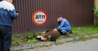 В Ворзеле под Киевом молодой лось серьезно травмировался, бегая среди домов (видео) - focus.ua - Киев