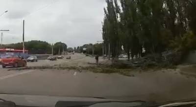 Упавшее в Воронеже на дорогу дерево оборвало провода (ВИДЕО) - gorcom36.ru - Воронеж