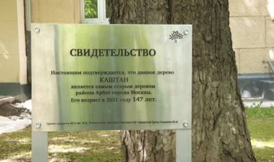 Сергей Митрохин - 147-летний каштан на Арбате официально признан самым старым деревом в районе - mskgazeta.ru - Москва