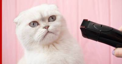 Кошка для аллергика: 6 пород, которые линяют меньше остальных - profile.ru