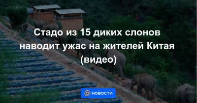 Стадо из 15 диких слонов наводит ужас на жителей Китая (видео) - news.mail.ru