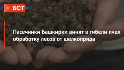Пасечники Башкирии винят в гибели пчел обработку лесов от шелкопряда - bash.news - Башкирия