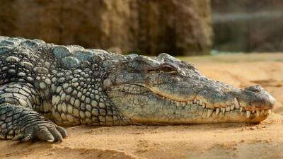 Наводнение в Ялте: крокодилов в крокодиляриуме города ловили руками - vesti.ru