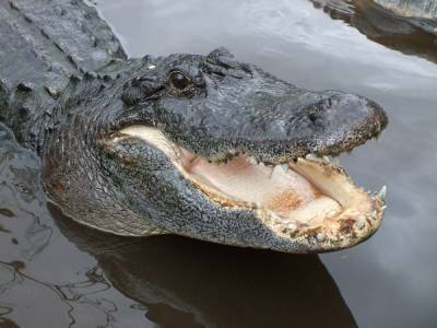 В Ялте затопило крокодиляриум. Рептилии оказались на свободе - znak.com