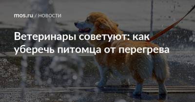 Ветеринары советуют: как уберечь питомца от перегрева - mos.ru - Москва
