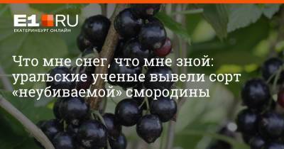 Что мне снег, что мне зной: уральские ученые вывели сорт «неубиваемой» смородины - e1.ru - Екатеринбург