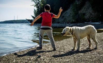 Ваши дети, собака и летние каникулы: на что обратить внимание - skuke.net