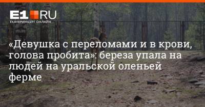 «Девушка с переломами и в крови, голова пробита»: береза упала на людей на уральской оленьей ферме - e1.ru - Екатеринбург - Челябинская обл.