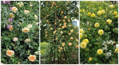 Желтые плетистые розы: 16 лучших сортов с фото и хитрости выращивания - skuke.net