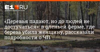 «Деревья падают, но до людей не достучаться»: в оленьей ферме, где береза убила женщину, рассказали подробности о ЧП - e1.ru - Екатеринбург - Челябинская обл.